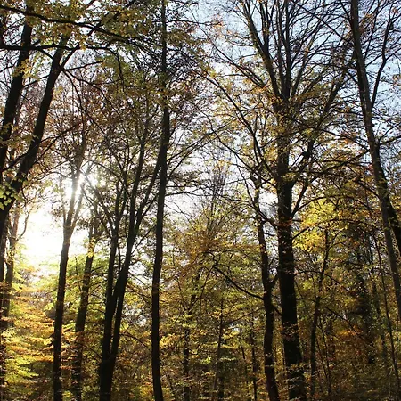 Un Balcon En Foret