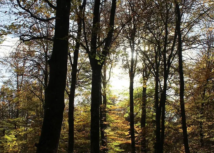 Un Balcon En Forêt * Thomery