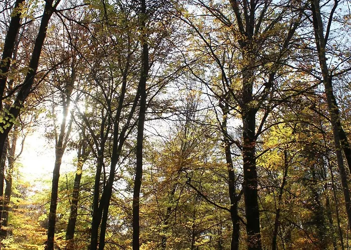 Un Balcon En Forêt